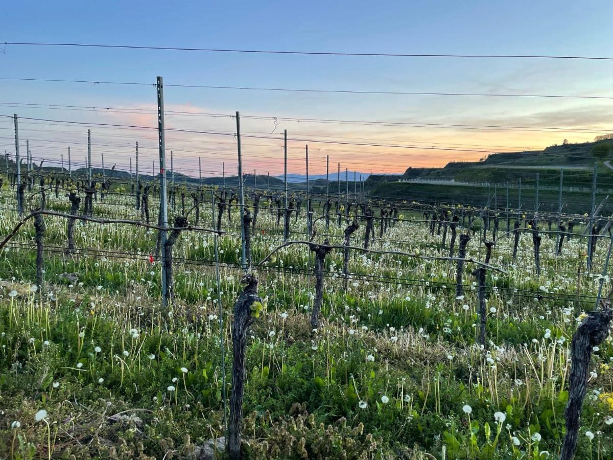 Weingut & Strausswirtschaft Vogel Vogtsburg Exterior foto