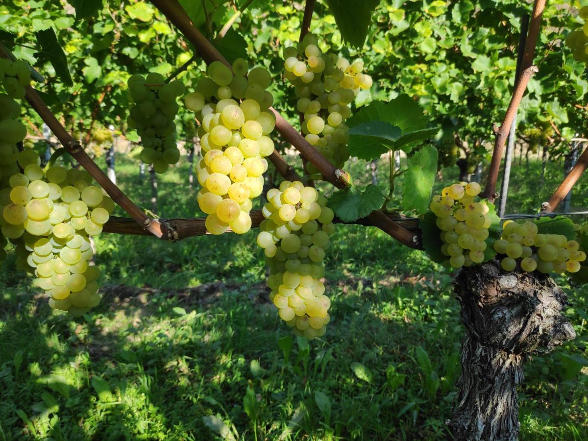 Weingut & Strausswirtschaft Vogel Vogtsburg Exterior foto